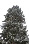 красная_поляна_042.jpg