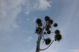 IMG_0170.JPG