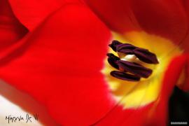 IMG_1278.jpg