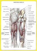 Hamstring_muscles.png