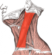 220px-Sternocleidomastoideus.png