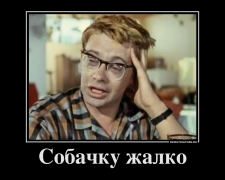 905282_sobachku-zhalko_demotivators_ru.png