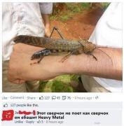 setey-socialnyh-kommentarii-citaty-vkontakte-vkontakte-smeshnye-statusy_979986679.jpg