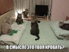 yumora-nemnogo-kartinki-smeshnye-kartinki-fotoprikoly_3047347925.jpg
