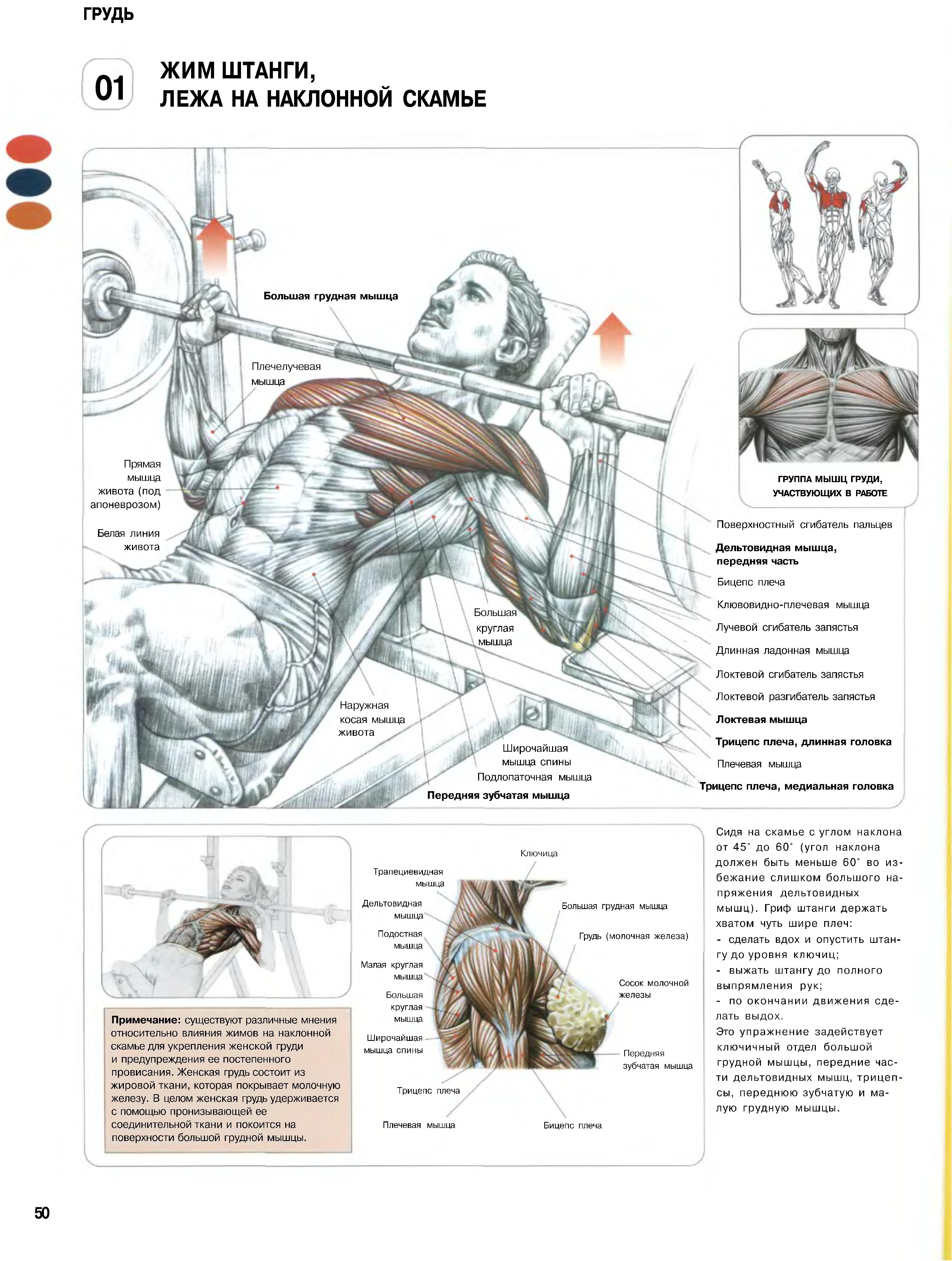 Упражнения в зале для грудных мышц мужчин. Жим лежа Делавье. Фредерик Делавье жим лежа. Анатомия силовых упражнений трицепс. Жим лежа анатомия мышц.