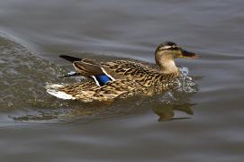 0_944ec_1f54898a_-1-orig.jpg