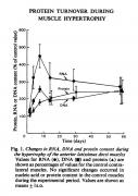 Protein turnover during muscle hypertrophy.jpg