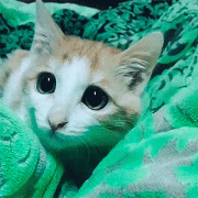 котэ-гифки-милота-живность.gif