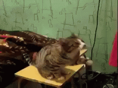 ezgif.com-video-to-gif.gif