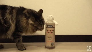 гифки-игрушка-любопытство-котэ-2835300.gif