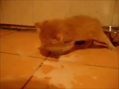 _mp4 (1).gif