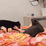 ezgif.com-video-to-gif.gif