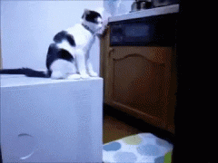 ezgif.com-video-to-gif.gif