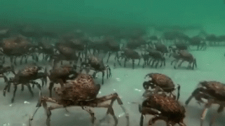 1454710316-2e21c00c381c11473978a4367989cf72.gif