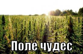 ПОЛЕ ЧУДЕС.jpg