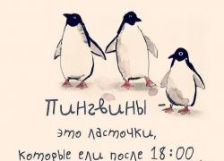 пингвины.jpg