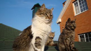 DSC04320.JPG