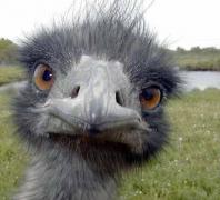 Mozambique-Birds-Ostrich-Face.jpg