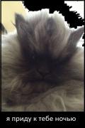1348695747_pissed_looking_cat_12_1.jpg