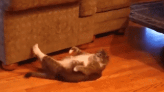 d36ca4ca755bf1452344e44da7a3d359.gif