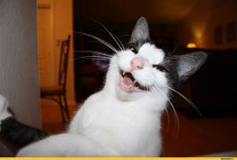 котик смеется.jpeg