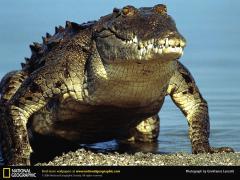 Animals___Reptiles_____Crocodile_out_of_the_water_083228_.jpg