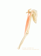 Animation_biceps.gif