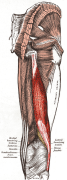 Grays_anatomy_1918_plate_434_biceps_femoris_muscle_both_heads_marked.png