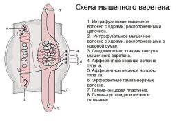 Мышечное_веретено.jpg