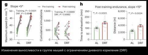 Изменения выносливости в группе мышей с ограничением дневного кормления (DRF)..jpeg