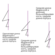 средняя длина.png