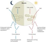 Fatty acids.jpeg