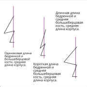 короткая длина.png