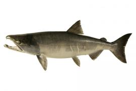 Кета Унылый.jpeg