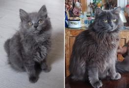 Мамуня. Было. Стало.jpg