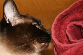 x_57028d91.jpg