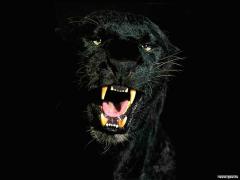 Animals_Beasts__002119_1.jpg