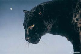 black_panther_prints.jpg