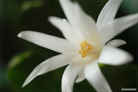 DPP_0361ы0.jpg