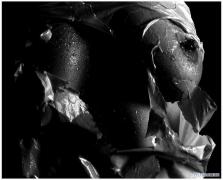 bw_06.jpg