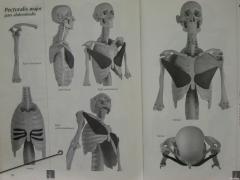 Pec_major_abdominalis.JPG