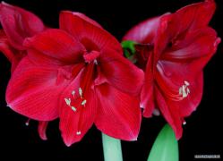 image1239540263739.jpg