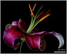 0_a87c_f397c5fa_L.jpg