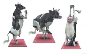 cow_yoga_1680x1050.jpg