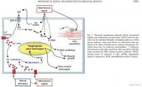 MECHANICAL_SIGNAL_TRANSDUCTION_IN_SKELETAL_MUSCLE.jpg