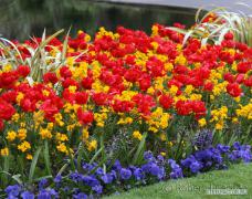 X_Spring_Flowers_in_St_Step.jpg