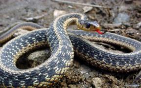 snakes3.jpg