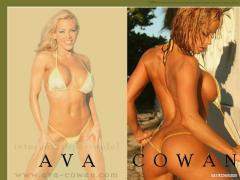 CMPavacowanwallpaper01b.jpg