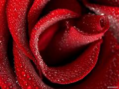 myblog_132177_1231741011.jpg