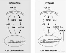 normoxia__hypoxia.JPG